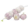 Chinese fresh 4 p purple/normal white garlic in bulk fresh garlic